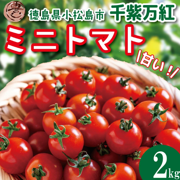 【選べるお届け月】 ミニトマト 2kg 千紫万紅 先行予約 トマト 水耕栽培 甘い 野菜 やさい 国産 産地直送 数量限定 旬 フレッシュトマト 生野菜 新鮮 ソース 調味料 ケチャップ サラダ 美容